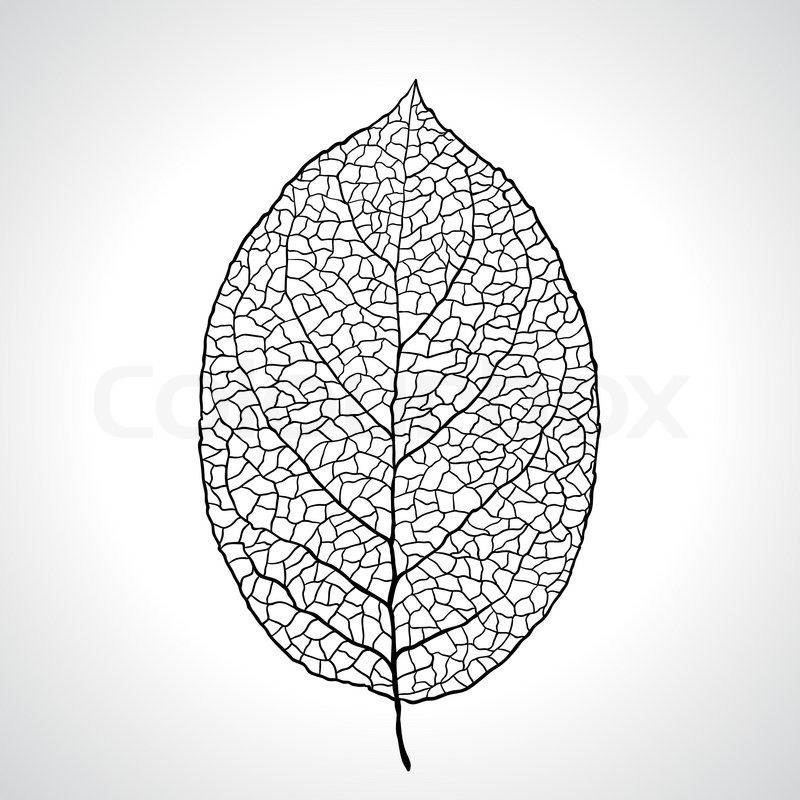 800x800 Black Macro Leaf Natural Isolated Stock Vector Colourbox