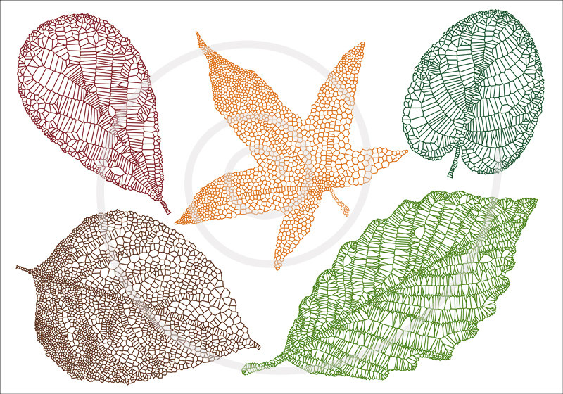 800x560 Leaf Veins Clipart Free Cliparts Download Images