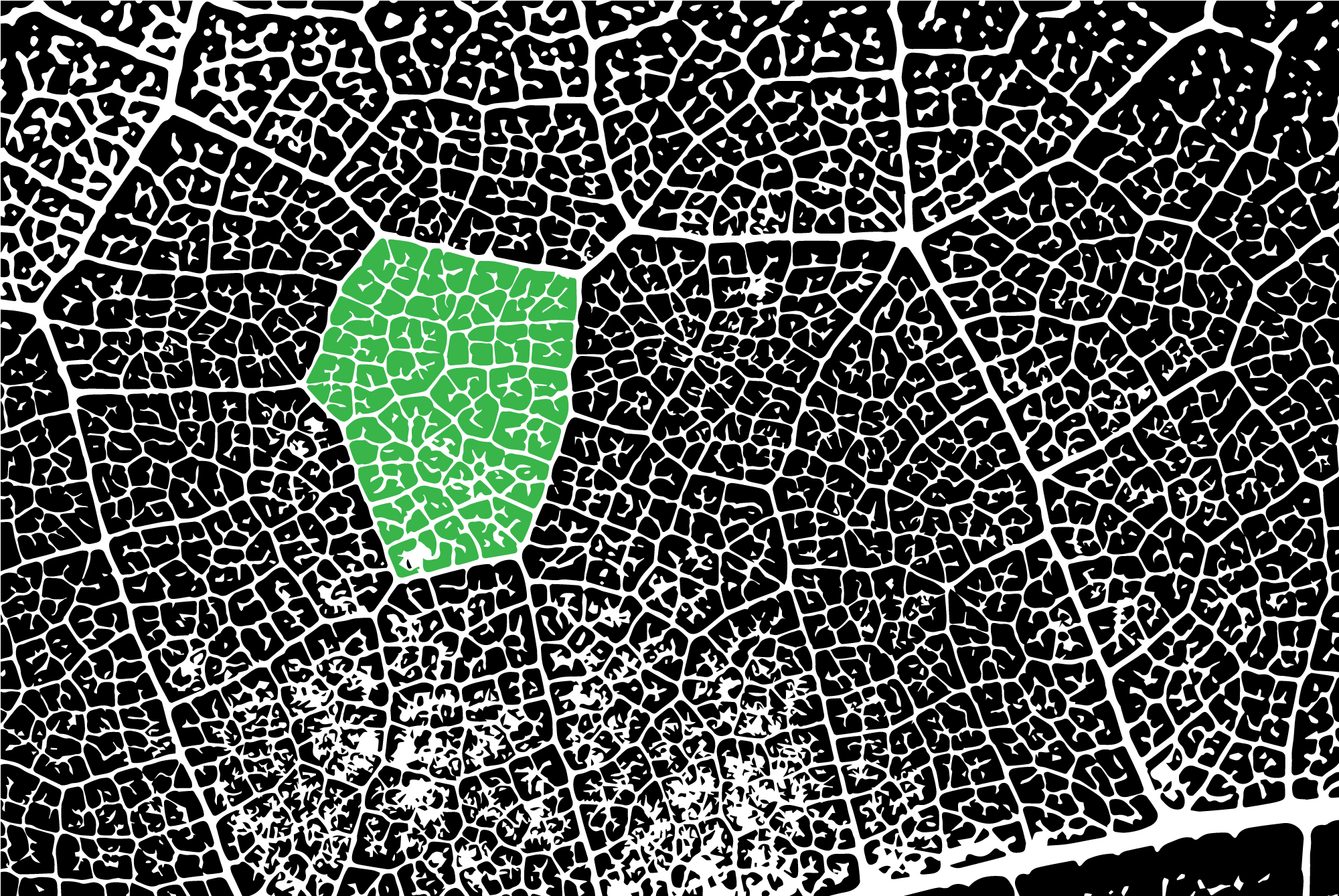 Leaf Veins Vector Background Aya Templates 2000x1339 Leaf Veins Vector Background Aya Templates