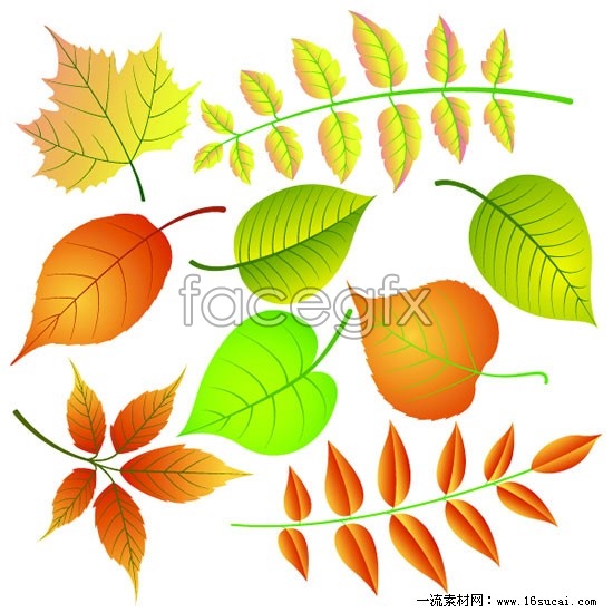 550x550 Variety Of Leaf Veins Vector Graphics Over Millions Vectors