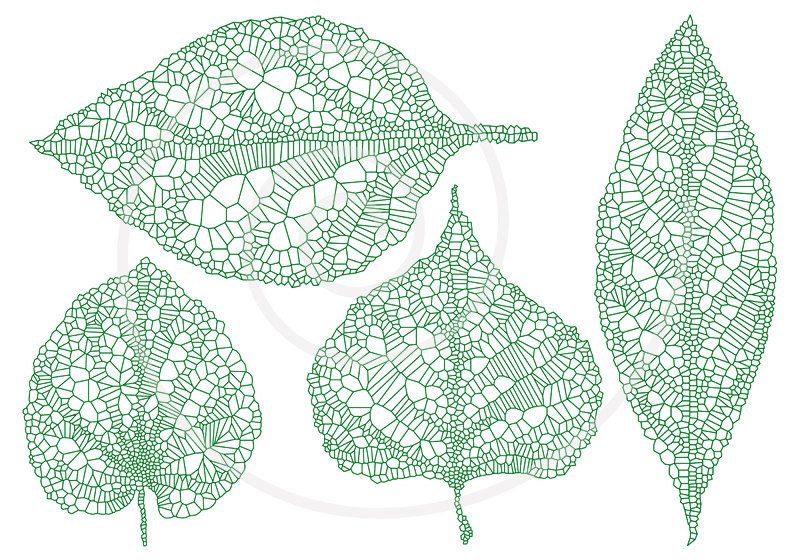 Leaf Veins Vector at Vectorified.com | Collection of Leaf Veins Vector