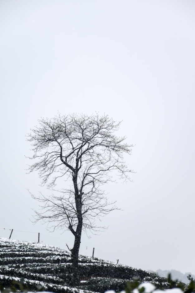 626x939 Leafless Tree Vectors, Photos And Free Download