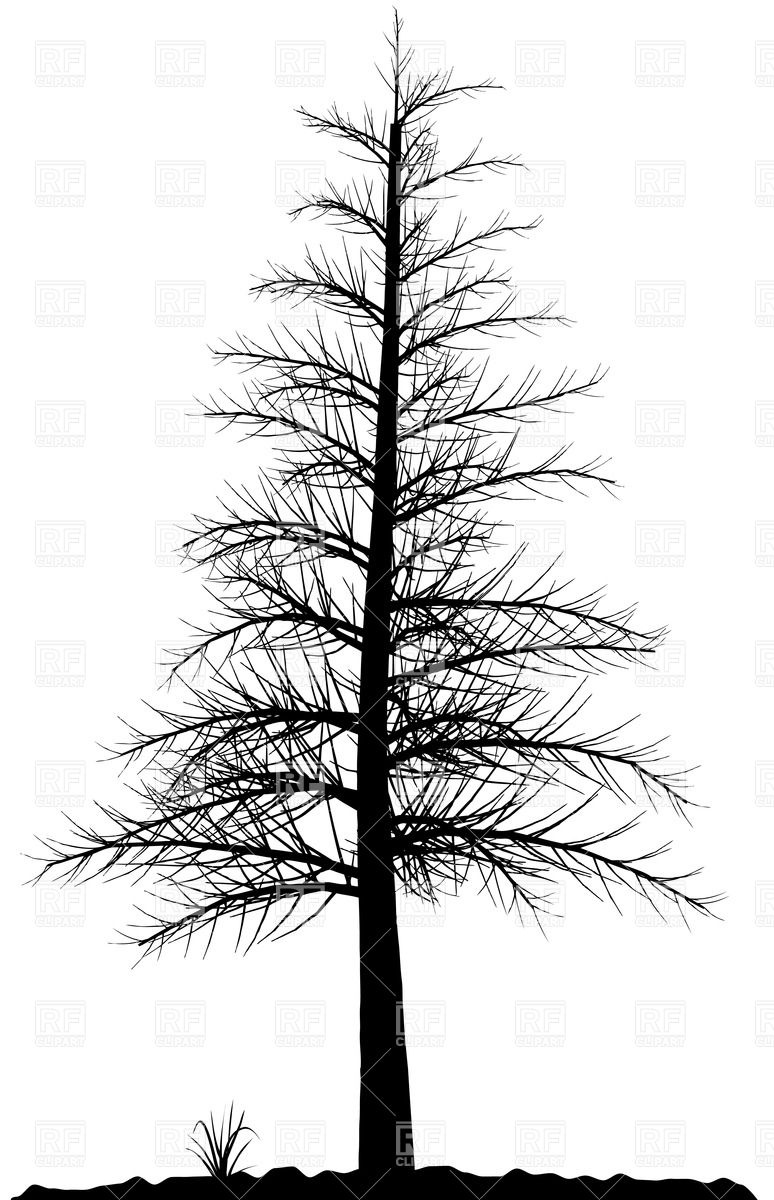 774x1200 Leafless Tree Vector Image Of Silhouettes, Outlines Boroda