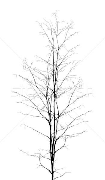 349x600 Leafless Tree Vector Illustration Richard Laschon