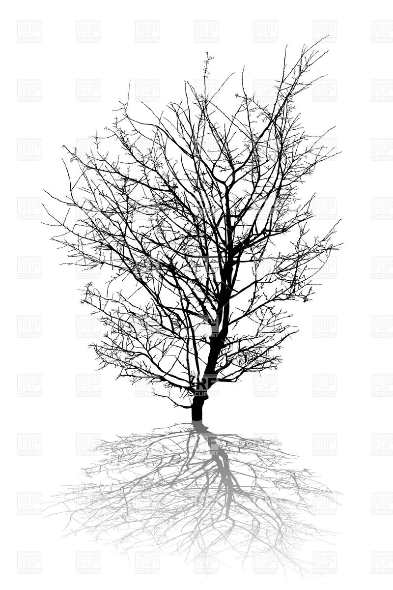 800x1200 Silhouette Of Leafless Dry Tree Vector Image Of Plants And Animals