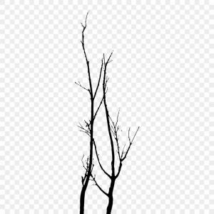 300x300 Stock Photo Ash Tree Top Leafless Image Catchsplace