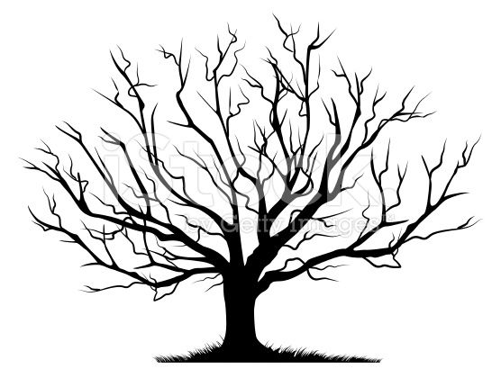 556x410 Deciduous Bare Tree With Empty Branches Black Silhouette Isolated