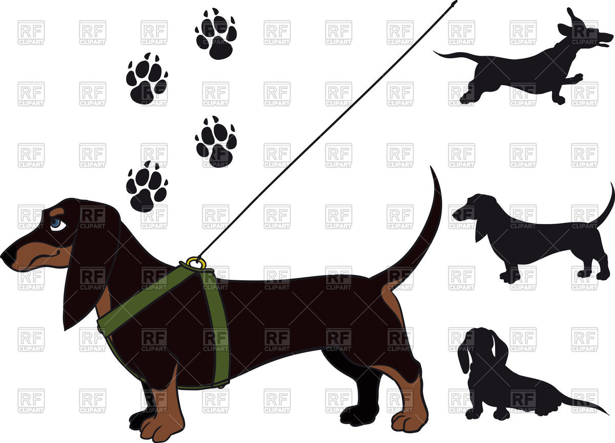 1200x866 Funny Shorthair Dachshund Standing In Breast Band And Leash Free