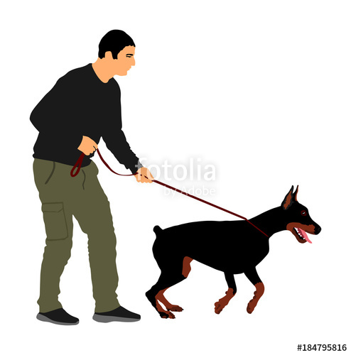 494x500 Owner Keeps The Doberman Pincher Champion Dog On The Leash, Vector