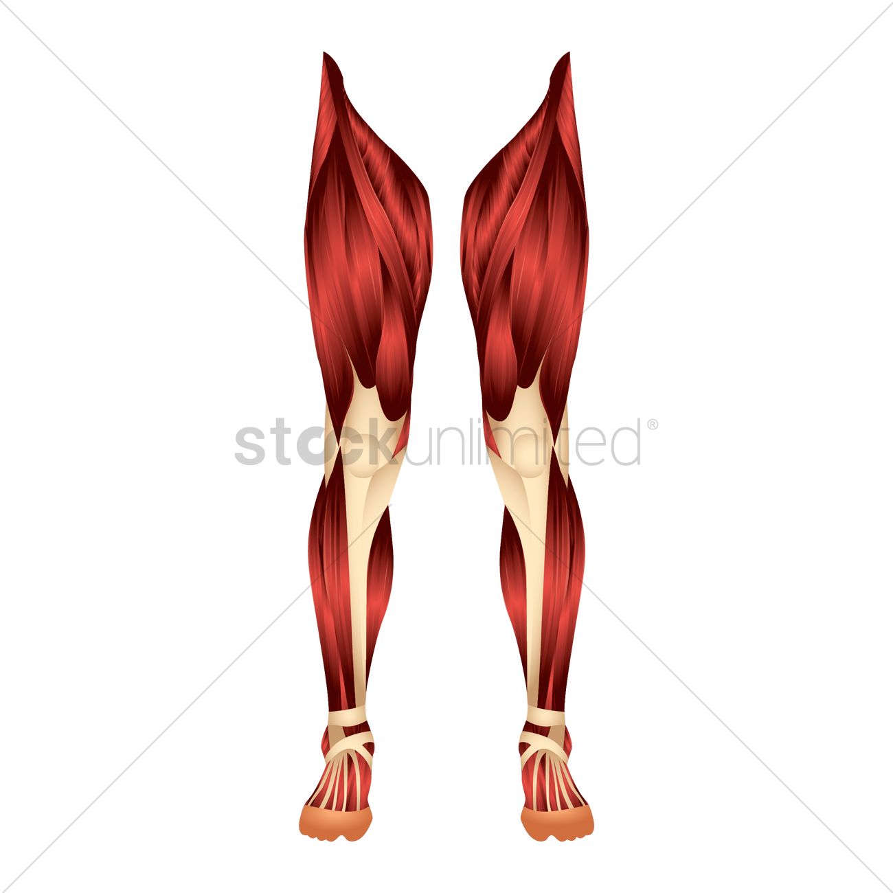 Leg Muscles Vector Image 1300x1300 Leg Muscles Vector Image
