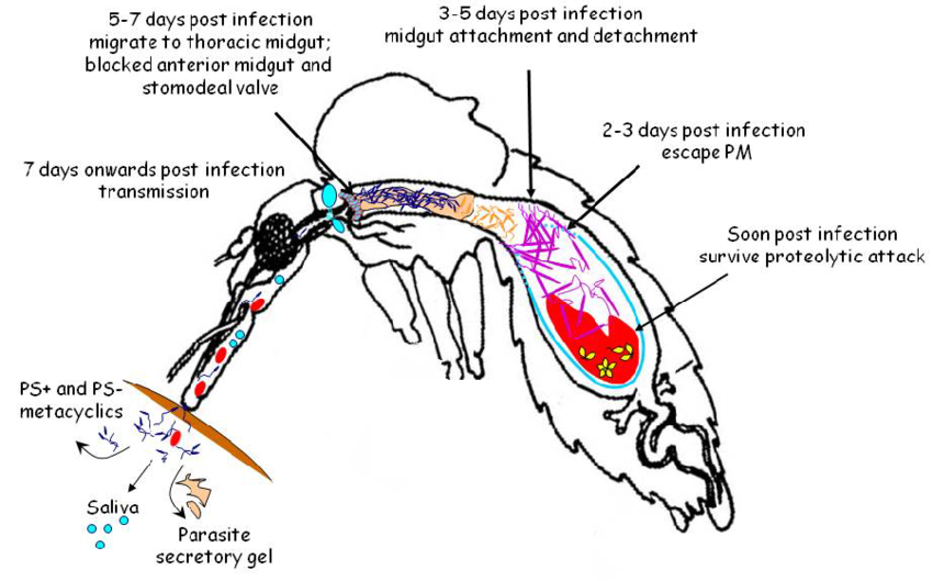 850x529 Leishmania Life Cycle Within The Sand Fly Vector Midgut