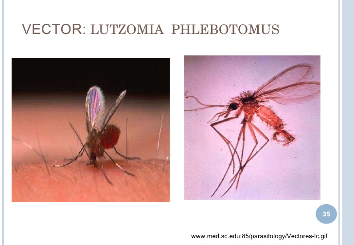 728x504 Leishmaniasis