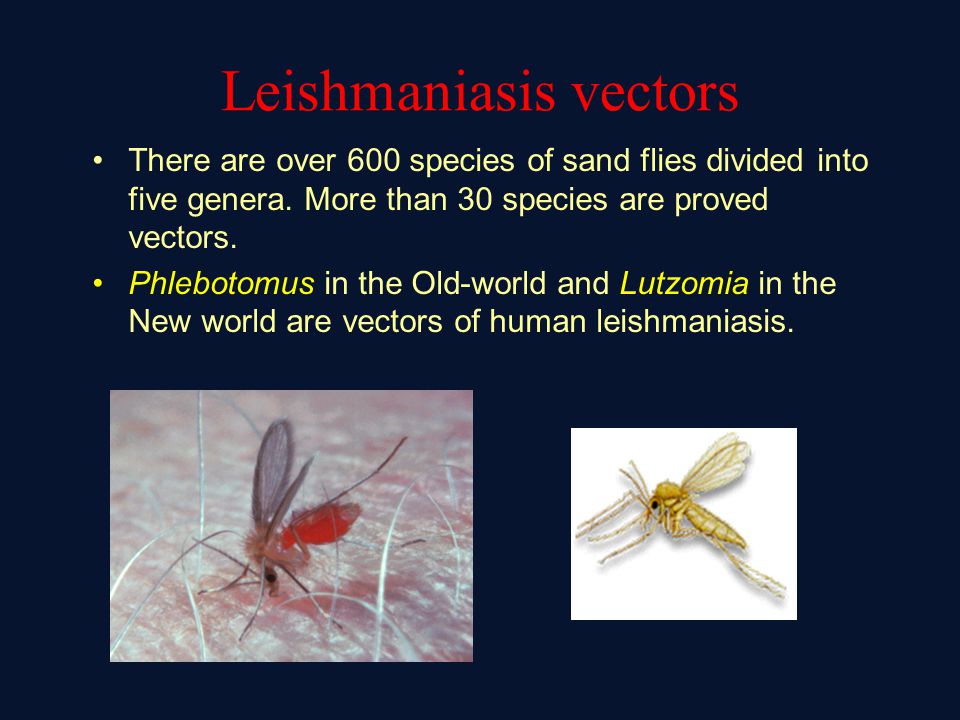 960x720 Leishmaniasis