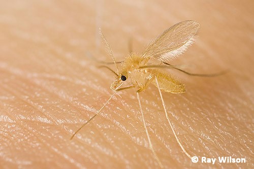 500x333 Ms Victoria Austin Lstm