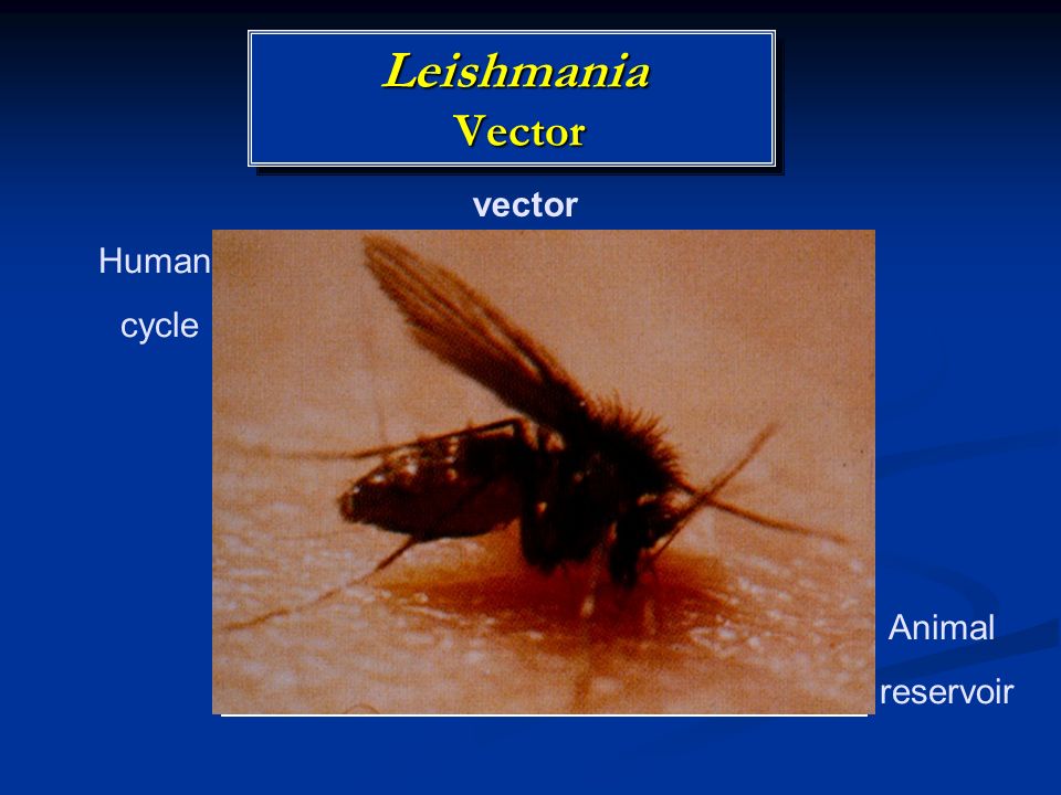 Leishmania Vector At Vectorified.com | Collection Of Leishmania Vector ...