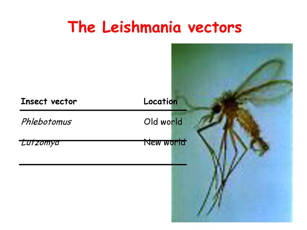 Parasitology Course Biol Part 1024x768 Parasitology Course Biol Part