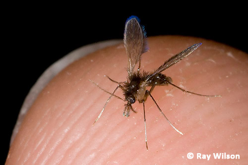 500x333 Phelbotomine Sandflies