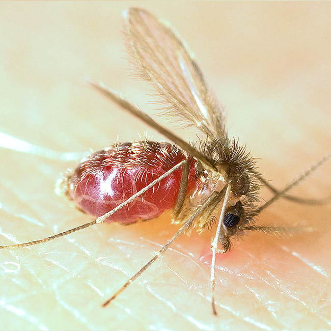 650x650 Phlebotomus Papatasi Infected With Leishmania Species