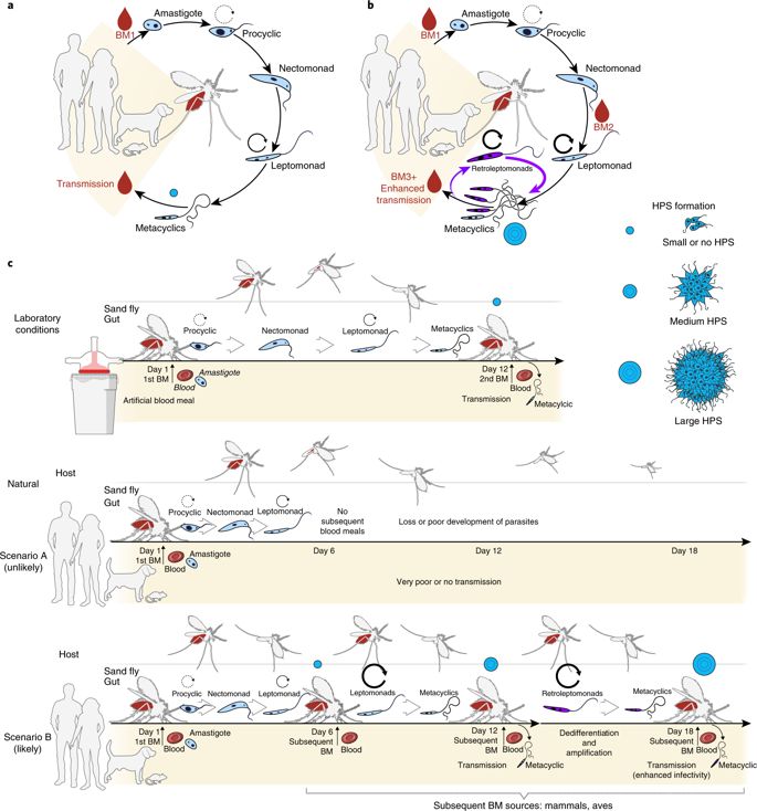 685x734 Sequential Blood Meals Promote Leishmania Replication And Reverse