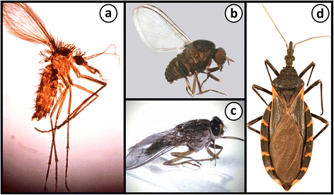 472x276 The Evolution Of Trypanosomatid Taxonomy Parasites Vectors