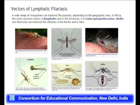 480x360 Vector Borne Diseases Leishmaniasis Lymphatic Filariasis