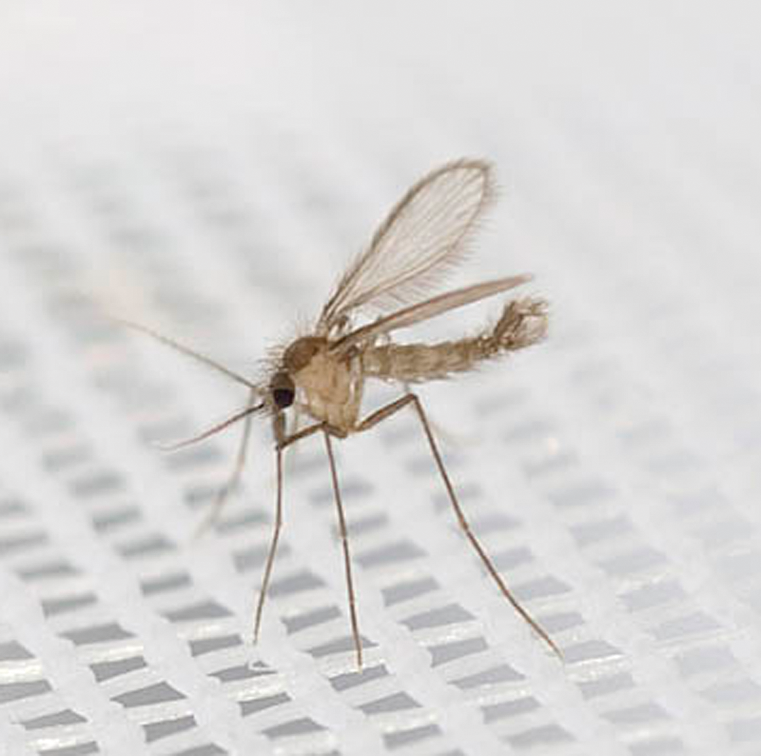 1505x1495 Drug Search For Leishmaniasis