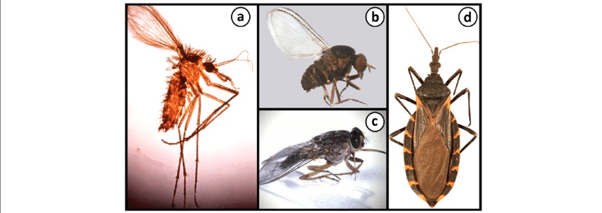 850x301 Vectors And Invertebrate Hosts Of Some Trypanosomatids A A Female