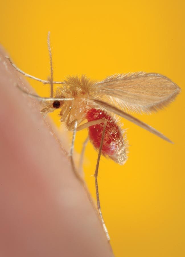 650x901 Vets In Uk 'need To Know' About Leishmaniasis Vet Times