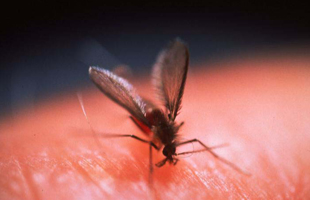 310x200 Who Photos On Leishmaniasis For Download