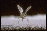 198x132 Who The Disease And Its Epidemiology