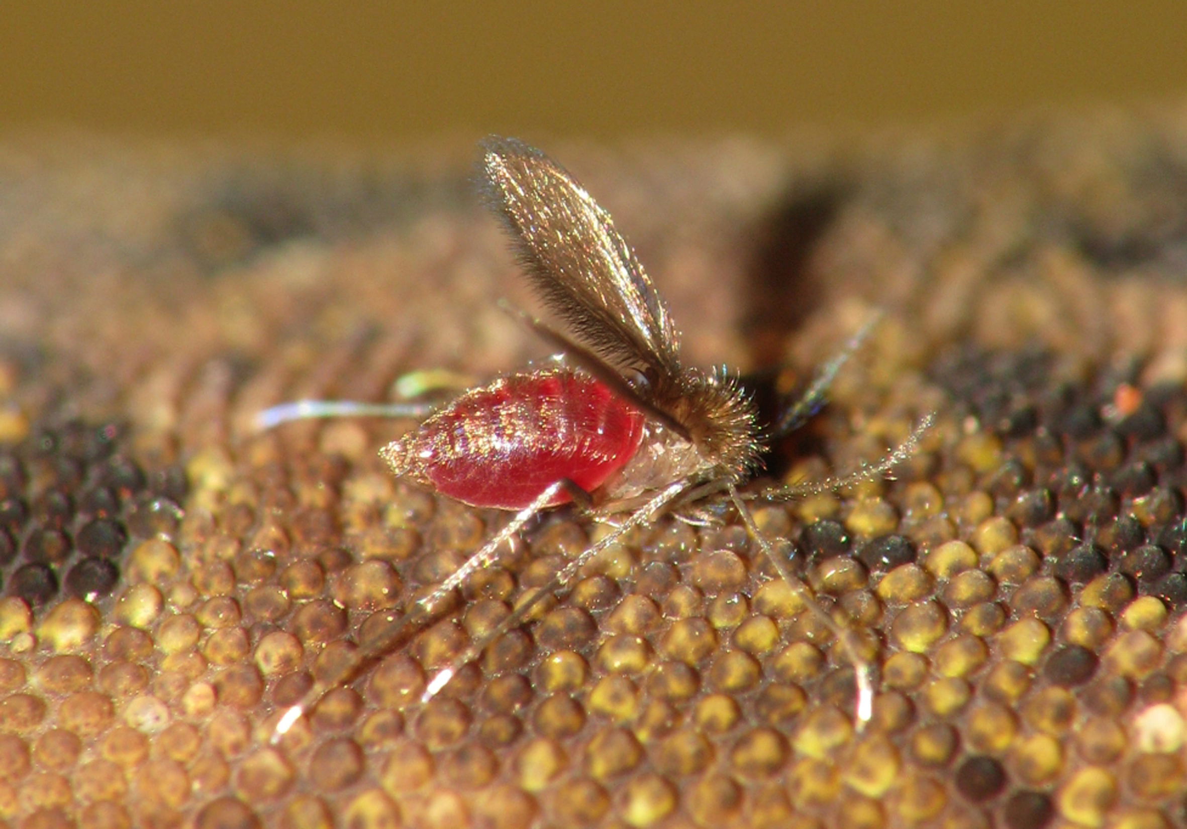 2362x1651 Who The Vector