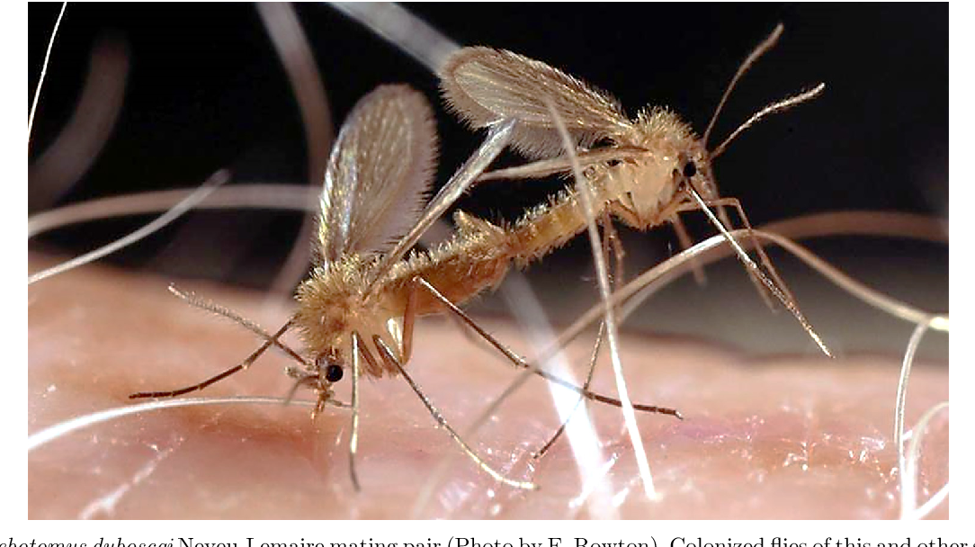 1084x608 Figure From Laboratory Colonization And Mass Rearing