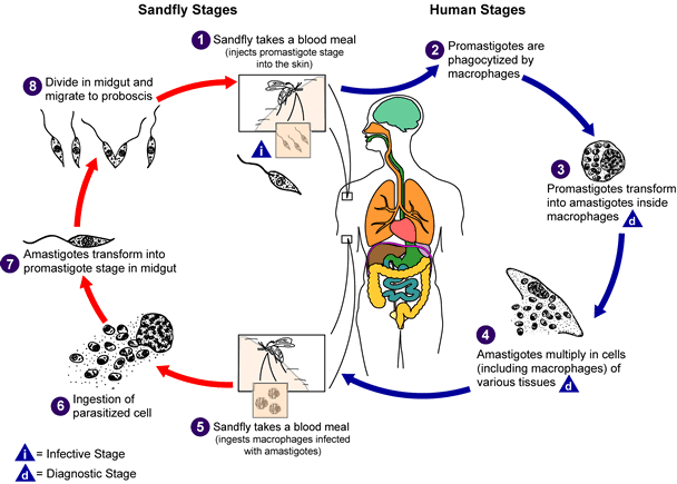 608x435 Infection Landscapes Leishmaniasis