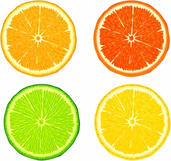 600x566 Citrus Slices Free Vector In Adobe Illustrator
