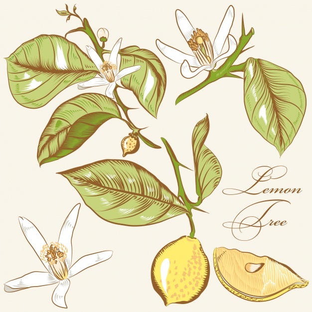 626x626 Lemon Tree Vectors, Photos And Free Download