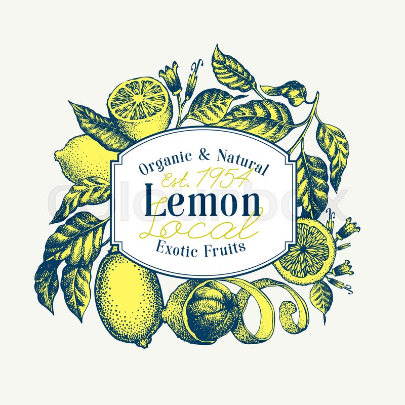 800x800 Lemon Tree Banner Template Hand Drawn Stock Vector Colourbox