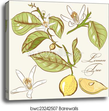 382x390 Collection Of Vector Hand Drawn Lemon Tree Flowers And Lemons