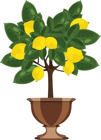 324x450 Lemon Tree In A Flowerpot Vector Illustration Royalty Free Vector