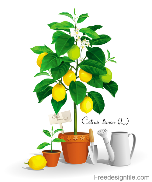 500x600 Lemon Tree Vector Illustration Free Download