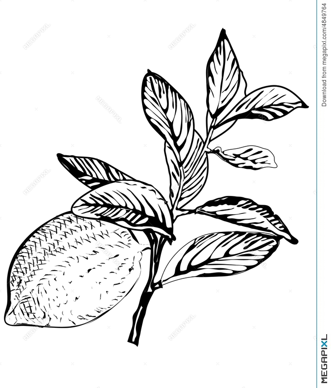 684x800 Vector Lemon Tree Branch Illustration