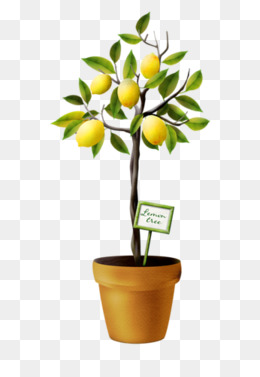 260x377 Download Free Png Lemon Tree Png, Vectors, And Clipart