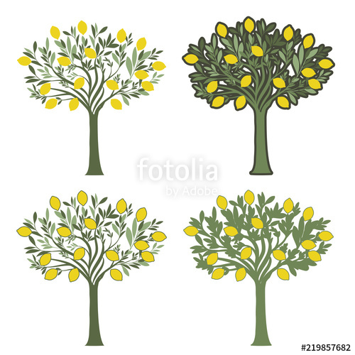 500x500 Vector Illustrations Of Four Lemon Trees With Different Graphic