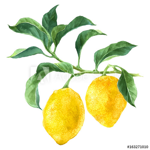 500x500 Watercolor Lemon Tree Branch