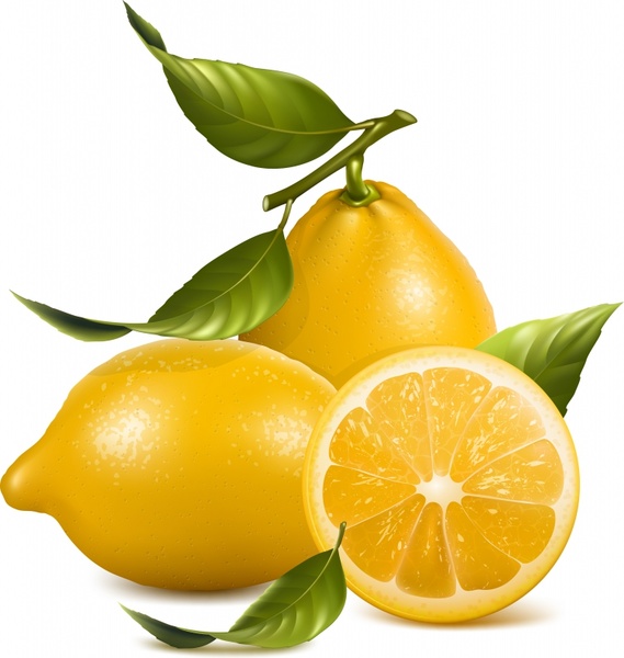 569x600 Lemon Vector Free Vector In Encapsulated Postscript