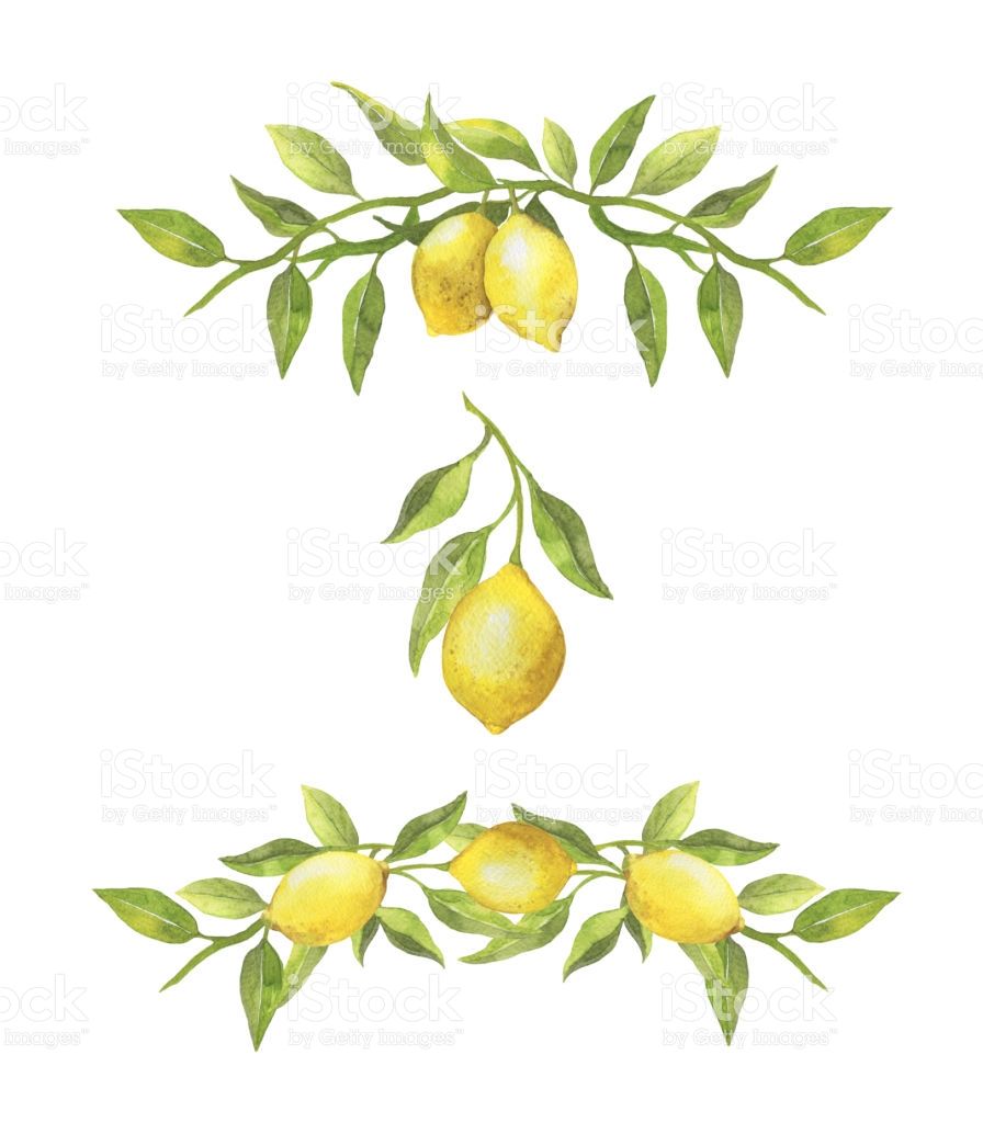 896x1024 Watercolor Lemons And Green Leaves Borders Botanical Illustration