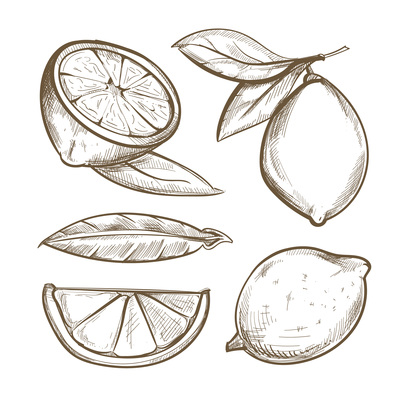 400x400 Page Lemon On Curated Vector Illustrations, Stock Royalty Free