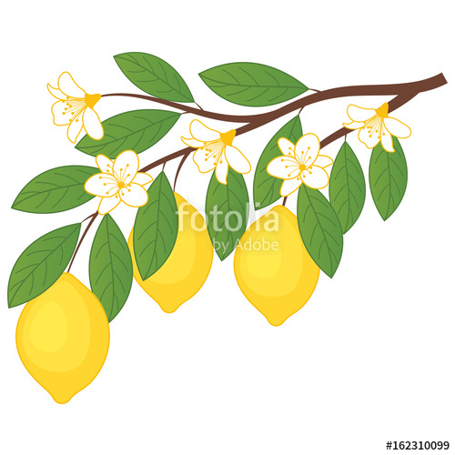 500x500 Vector Lemons With Flowers Branch With Lemons Lemon Vector