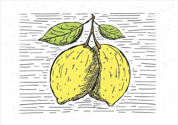 700x490 Free Hand Drawn Vector Lemon Illustration