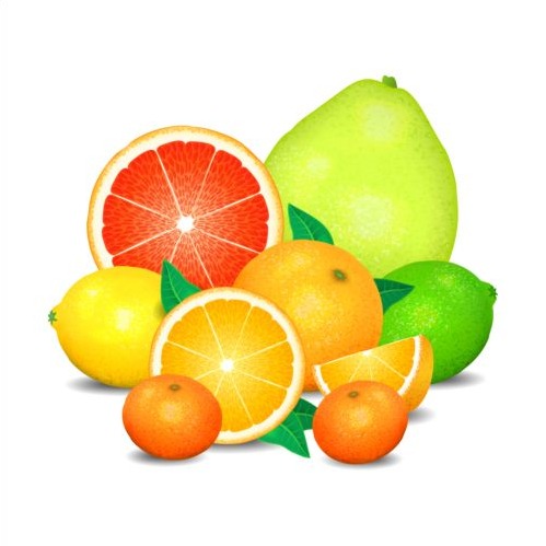 499x499 Fresh Orange With Lemon Vector Free Vectors Ui Download