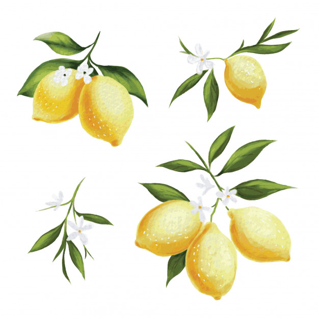 626x626 Lemon Vector Pattern Vector Premium Download